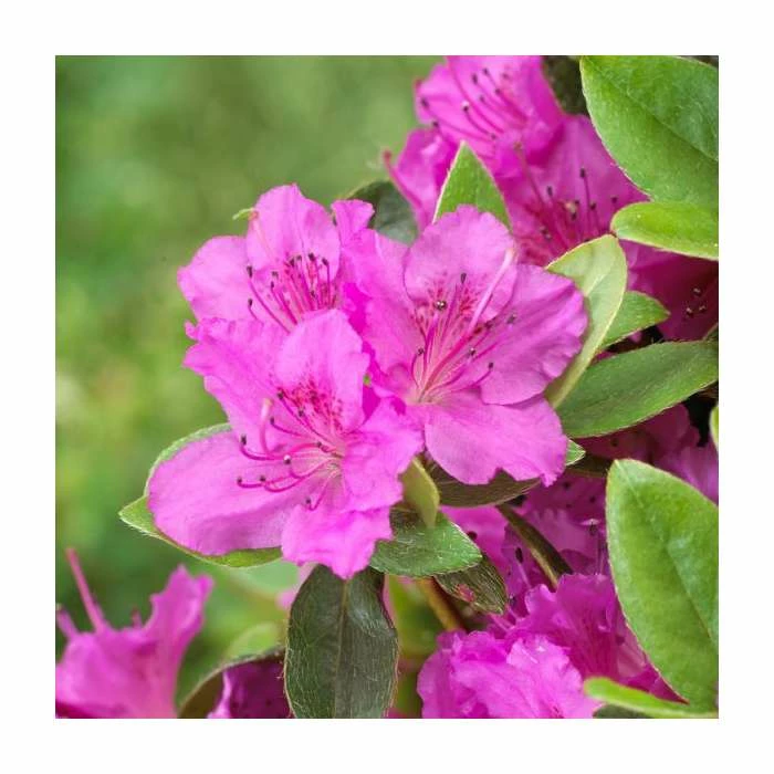 Outlet ๐ Evergreen Azalea 'Konigstein' | 3L Pot ๐ 1 Outlet ๐ Evergreen Azalea 'Konigstein' | 3L Pot ๐