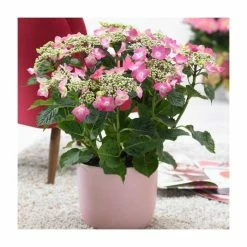 Best Sale 🛒 40cm Hydrangea macrophylla 'Teller Pink' | 5L Pot ⭐