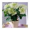 Coupon 👏 40cm Hydrangea macrophylla 'Teller White' | 5L Pot 🌟