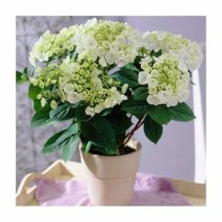 Coupon 👏 40cm Hydrangea macrophylla 'Teller White' | 5L Pot 🌟
