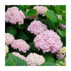 Best Pirce 👏 40cm Hydrangea Forever & Ever 'White/Pink' | 5L Pot 🌟