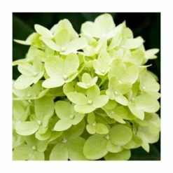 Promo ๐ Hydrangea Forever & Ever 'Lime Green' | 5L Pot โจ