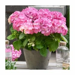 Hot Sale 💯 Hydrangea Forever & Ever 'Pink' | 5L Pot 😉