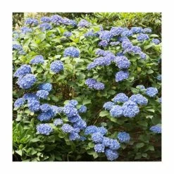 Promo 🤩 40cm Hydrangea Forever & Ever 'Dark Blue' | 5L Pot 🔔