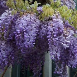 Flash Sale ⌛ Wisteria sinensis 👍