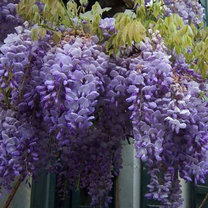 Flash Sale ⌛ Wisteria sinensis 👍 1 Flash Sale ⌛ Wisteria sinensis 👍