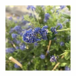 Best Pirce ⭐ 50-90cm Ceanothus 'Concha' | 3L Pot 🔔