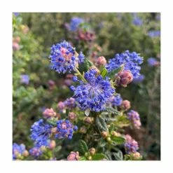 Buy 🤩 Ceanothus 'Puget Blue' | 3L Pot 😉