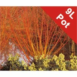 Cheap π Salix alba 'Britzenis' | Willow Tree π 7 Cheap π Salix alba 'Britzenis' | Willow Tree π -Ornamental Shrubs Sales TR0193 add image 2 347a