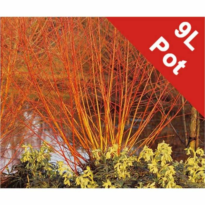Cheap π Salix alba 'Britzenis' | Willow Tree π 4 Cheap π Salix alba 'Britzenis' | Willow Tree π - Image 4