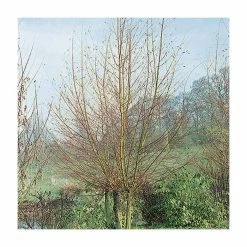 Cheap 😍 Salix alba 'Britzenis' | Willow Tree 🌟