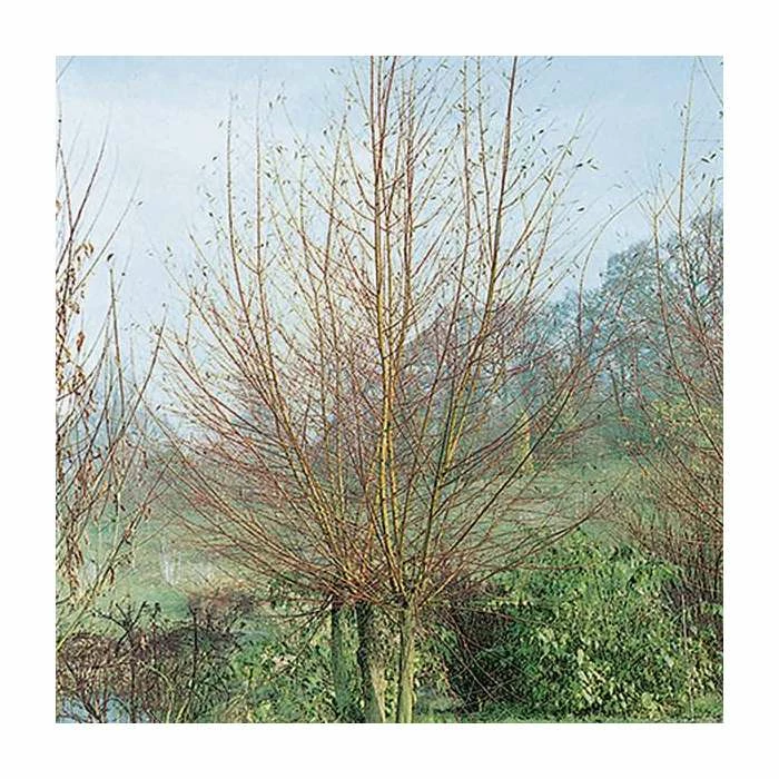 Cheap π Salix alba 'Britzenis' | Willow Tree π 1 Cheap π Salix alba 'Britzenis' | Willow Tree π
