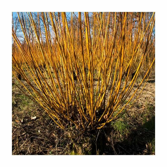 Cheap π Salix alba 'Britzenis' | Willow Tree π 2 Cheap π Salix alba 'Britzenis' | Willow Tree π - Image 2