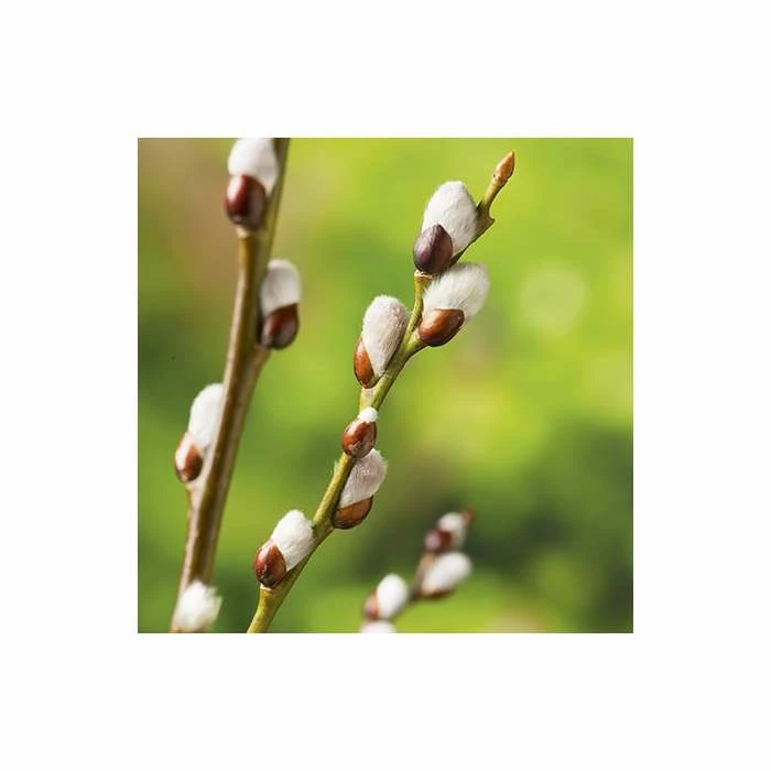 Best reviews of ๐ฏ Salix caprea 'Kilmarnock' | Willow Tree ๐ฅ 5 Best reviews of ๐ฏ Salix caprea 'Kilmarnock' | Willow Tree ๐ฅ - Image 5