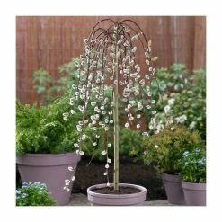Best reviews of 💯 Salix caprea 'Kilmarnock' | Willow Tree 🔥