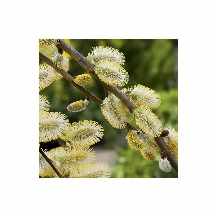 Best reviews of ๐ฏ Salix caprea 'Kilmarnock' | Willow Tree ๐ฅ 2 Best reviews of ๐ฏ Salix caprea 'Kilmarnock' | Willow Tree ๐ฅ - Image 2