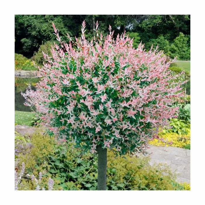 Best Sale ๐ Salix integra 'Hakuro-nishiki' | Flamingo Willow Tree | 4L Pot | 120-150cm ๐งจ 3 Best Sale ๐ Salix integra 'Hakuro-nishiki' | Flamingo Willow Tree | 4L Pot | 120-150cm ๐งจ - Image 3