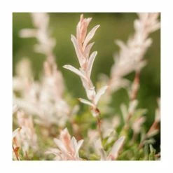 Best Sale ๐ Salix integra 'Hakuro-nishiki' | Flamingo Willow Tree | 4L Pot | 120-150cm ๐งจ 9 Best Sale ๐ Salix integra 'Hakuro-nishiki' | Flamingo Willow Tree | 4L Pot | 120-150cm ๐งจ -Ornamental Shrubs Sales TR0196 add image 2 dd74