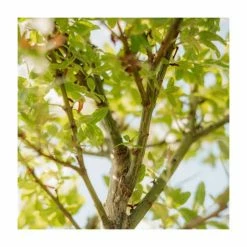 Best Sale ๐ Salix integra 'Hakuro-nishiki' | Flamingo Willow Tree | 4L Pot | 120-150cm ๐งจ 10 Best Sale ๐ Salix integra 'Hakuro-nishiki' | Flamingo Willow Tree | 4L Pot | 120-150cm ๐งจ -Ornamental Shrubs Sales TR0196 add image 3 27f2