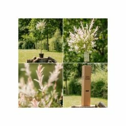 Best Sale ๐ Salix integra 'Hakuro-nishiki' | Flamingo Willow Tree | 4L Pot | 120-150cm ๐งจ 11 Best Sale ๐ Salix integra 'Hakuro-nishiki' | Flamingo Willow Tree | 4L Pot | 120-150cm ๐งจ -Ornamental Shrubs Sales TR0196 add image 4 fa4b