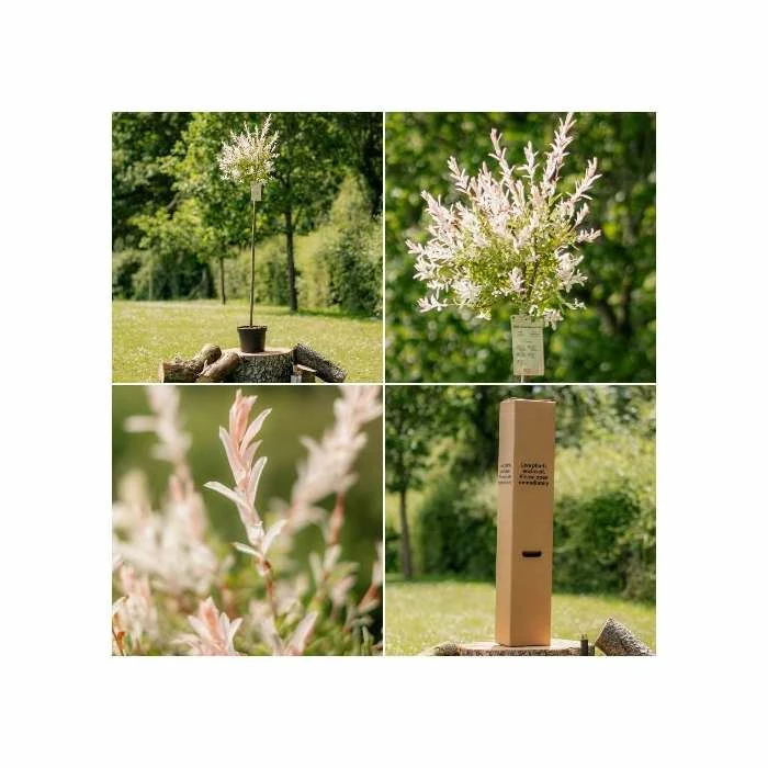 Best Sale ๐ Salix integra 'Hakuro-nishiki' | Flamingo Willow Tree | 4L Pot | 120-150cm ๐งจ 6 Best Sale ๐ Salix integra 'Hakuro-nishiki' | Flamingo Willow Tree | 4L Pot | 120-150cm ๐งจ - Image 6
