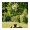 Best Sale 🎉 Salix integra 'Hakuro-nishiki' | Flamingo Willow Tree | 4L Pot | 120-150cm 🧨