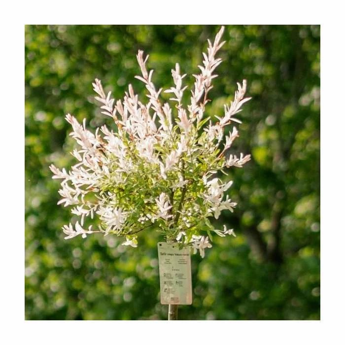 Best Sale ๐ Salix integra 'Hakuro-nishiki' | Flamingo Willow Tree | 4L Pot | 120-150cm ๐งจ 2 Best Sale ๐ Salix integra 'Hakuro-nishiki' | Flamingo Willow Tree | 4L Pot | 120-150cm ๐งจ - Image 2