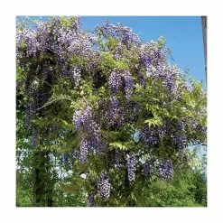 Top 10 ⌛ 2-3ft Wisteria Floribunda 'Black Dragon' | 'Kokuryu' | 3L Pot 🥰 6 Top 10 ⌛ 2-3ft Wisteria Floribunda 'Black Dragon' | 'Kokuryu' | 3L Pot 🥰 -Ornamental Shrubs Sales TR0335 add image 1 68f2