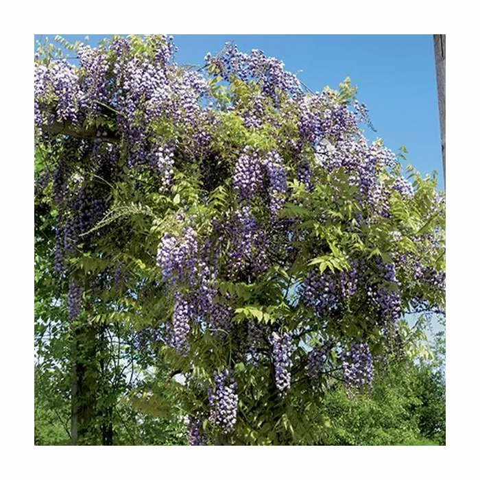 Top 10 ⌛ 2-3ft Wisteria Floribunda 'Black Dragon' | 'Kokuryu' | 3L Pot 🥰 3 Top 10 ⌛ 2-3ft Wisteria Floribunda 'Black Dragon' | 'Kokuryu' | 3L Pot 🥰 - Image 3