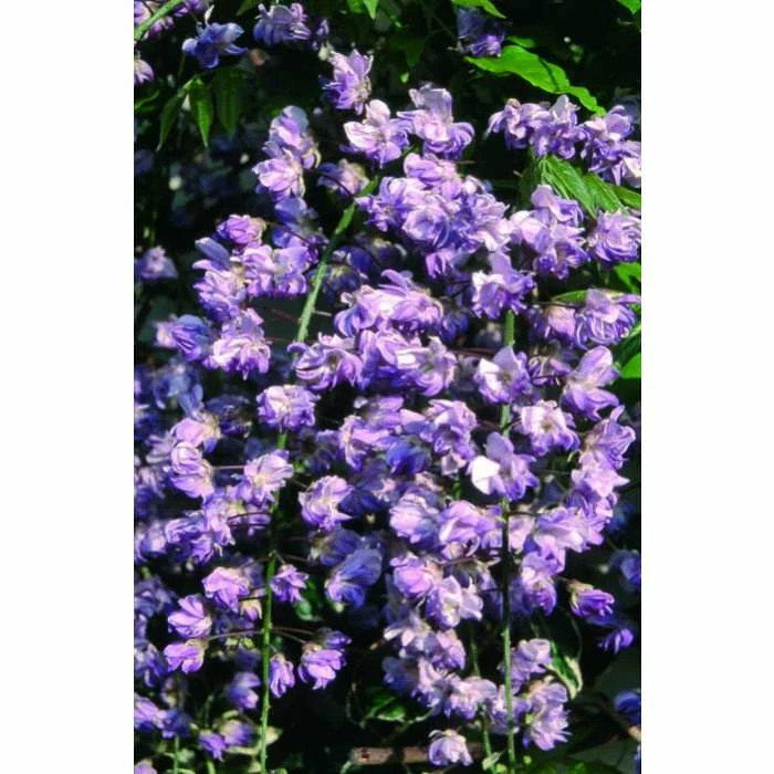 Top 10 ⌛ 2-3ft Wisteria Floribunda 'Black Dragon' | 'Kokuryu' | 3L Pot 🥰 4 Top 10 ⌛ 2-3ft Wisteria Floribunda 'Black Dragon' | 'Kokuryu' | 3L Pot 🥰 - Image 4