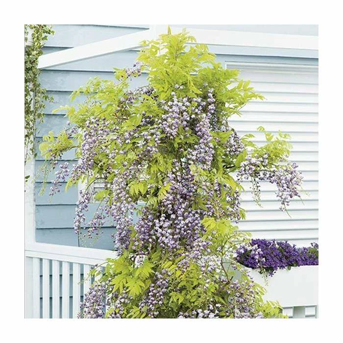 Top 10 ⌛ 2-3ft Wisteria Floribunda 'Black Dragon' | 'Kokuryu' | 3L Pot 🥰 1 Top 10 ⌛ 2-3ft Wisteria Floribunda 'Black Dragon' | 'Kokuryu' | 3L Pot 🥰