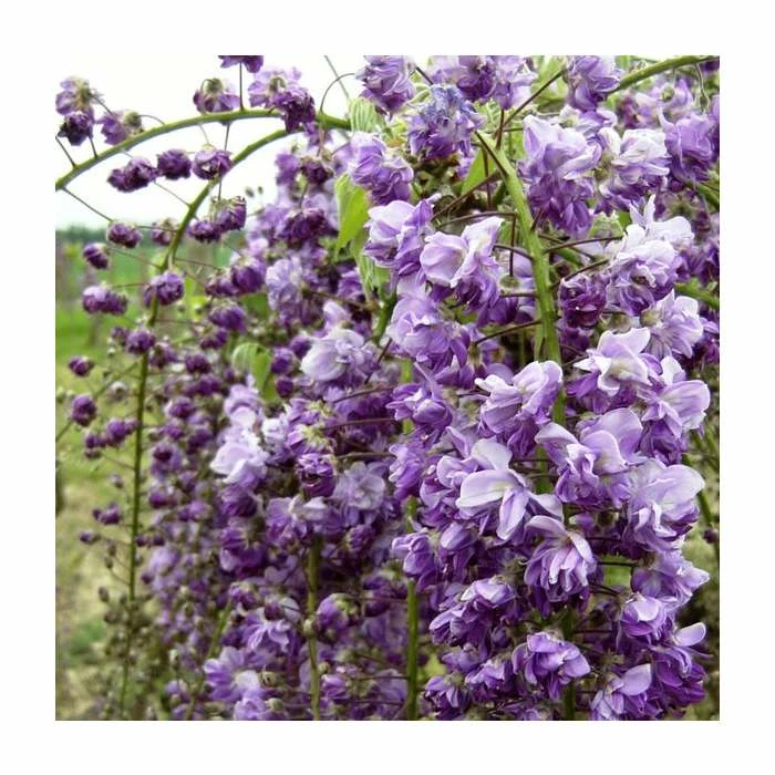 Top 10 ⌛ 2-3ft Wisteria Floribunda 'Black Dragon' | 'Kokuryu' | 3L Pot 🥰 2 Top 10 ⌛ 2-3ft Wisteria Floribunda 'Black Dragon' | 'Kokuryu' | 3L Pot 🥰 - Image 2