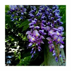 Hot Sale 👍 2-3ft Wisteria 'Lavender Lace' | 3L Pot 👏