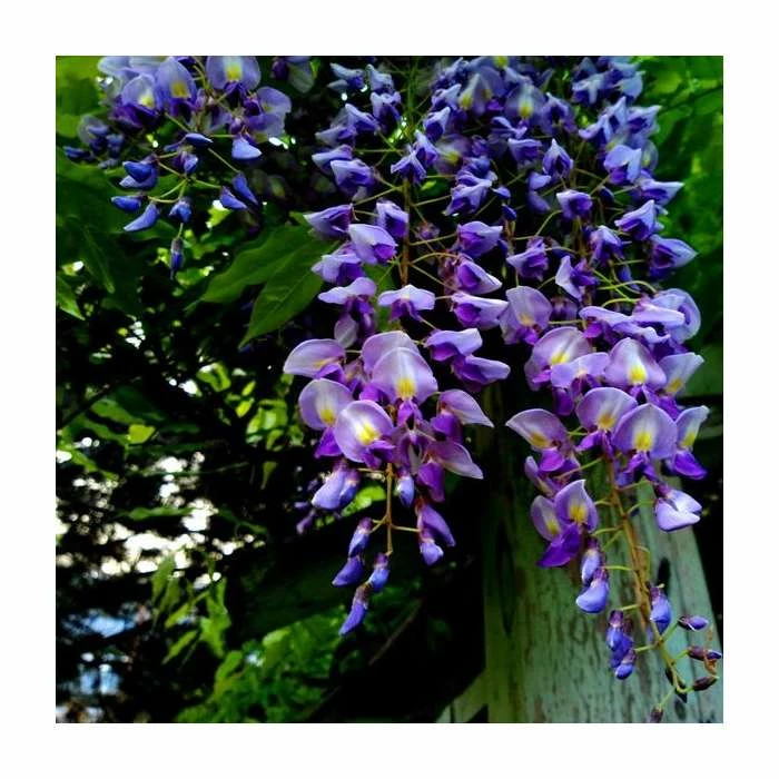 Hot Sale 👍 2-3ft Wisteria 'Lavender Lace' | 3L Pot 👏 1 Hot Sale 👍 2-3ft Wisteria 'Lavender Lace' | 3L Pot 👏