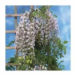 Budget ✨ 2-3ft Wisteria floribunda 'Lipstick' | 3L Pot 🛒