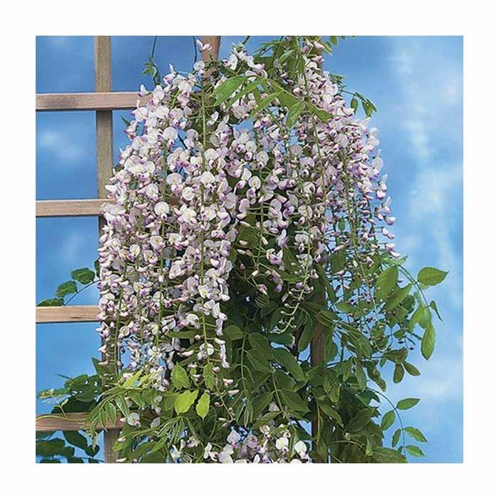 Budget ✨ 2-3ft Wisteria floribunda 'Lipstick' | 3L Pot 🛒 1 Budget ✨ 2-3ft Wisteria floribunda 'Lipstick' | 3L Pot 🛒