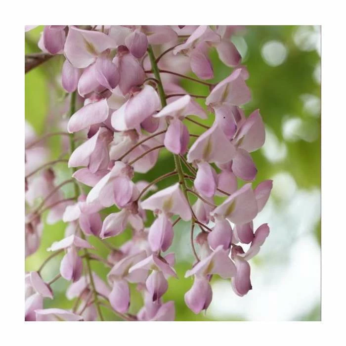 Budget ✨ 2-3ft Wisteria floribunda 'Lipstick' | 3L Pot 🛒 2 Budget ✨ 2-3ft Wisteria floribunda 'Lipstick' | 3L Pot 🛒 - Image 2