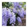 Coupon 😉 2-3ft Wisteria sinensis 'Blue Sapphire' | 3L Pot | 🔔