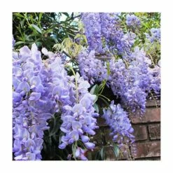 Coupon 😉 2-3ft Wisteria sinensis 'Blue Sapphire' | 3L Pot | 🔔