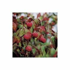 Best reviews of ✔️ Cornus kousa var. chinensis | Chinese 🐕 dogwood | 7L Pot | 120-150cm | By Frank P Matthews ⭐ -Ornamental Shrubs Sales TR07257L add image 1 1e08