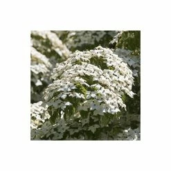 Best reviews of ✔️ Cornus kousa var. chinensis | Chinese 🐕 dogwood | 7L Pot | 120-150cm | By Frank P Matthews ⭐ -Ornamental Shrubs Sales TR07257L add image 2 ddb4