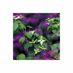 Best reviews of ✔️ Cornus kousa var. chinensis | Chinese 🐕 dogwood | 7L Pot | 120-150cm | By Frank P Matthews ⭐