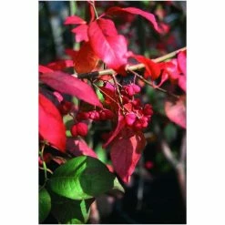 Budget ✔️ Euonymus europaeus 'Red Cascade' | Spindle Tree | 12L Pot | 150-180cm | By Frank P Matthews 🤩