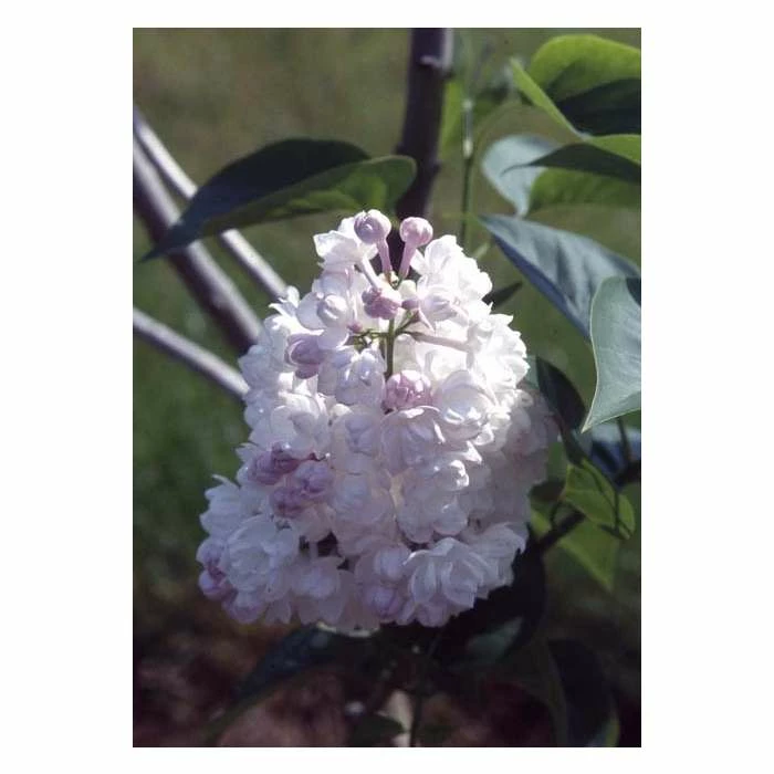 Discount ๐ Syringa vulgaris 'Beauty of Moscow' | Lilac 'Krasavitsa Moskvy' | 7L Pot | 120-150cm | By Frank P Matthews ๐ 3 Discount ๐ Syringa vulgaris 'Beauty of Moscow' | Lilac 'Krasavitsa Moskvy' | 7L Pot | 120-150cm | By Frank P Matthews ๐ - Image 3
