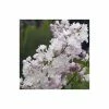 Discount 👏 Syringa vulgaris 'Beauty of Moscow' | Lilac 'Krasavitsa Moskvy' | 7L Pot | 120-150cm | By Frank P Matthews 😀