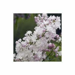 Discount 👏 Syringa vulgaris 'Beauty of Moscow' | Lilac 'Krasavitsa Moskvy' | 7L Pot | 120-150cm | By Frank P Matthews 😀