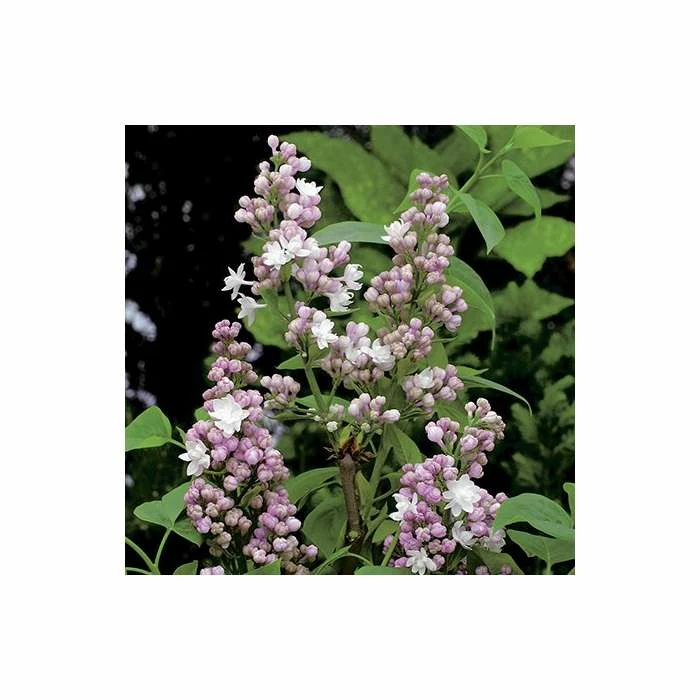 Discount ๐ Syringa vulgaris 'Beauty of Moscow' | Lilac 'Krasavitsa Moskvy' | 7L Pot | 120-150cm | By Frank P Matthews ๐ 2 Discount ๐ Syringa vulgaris 'Beauty of Moscow' | Lilac 'Krasavitsa Moskvy' | 7L Pot | 120-150cm | By Frank P Matthews ๐ - Image 2