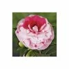 Deals 😀 4ft Camellia 'Bonomiana' | 7L Pot | Camellia japonica 🌟
