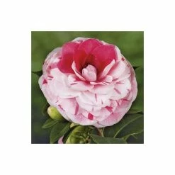 Deals 😀 4ft Camellia 'Bonomiana' | 7L Pot | Camellia japonica 🌟