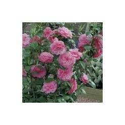 Deals 👏 Camellia japonica 'Mrs Tingley' 🔔 -Ornamental Shrubs Sales TR1004 add image 1 2800